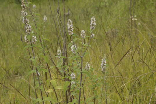 Image of Cunila lythrifolia Benth.