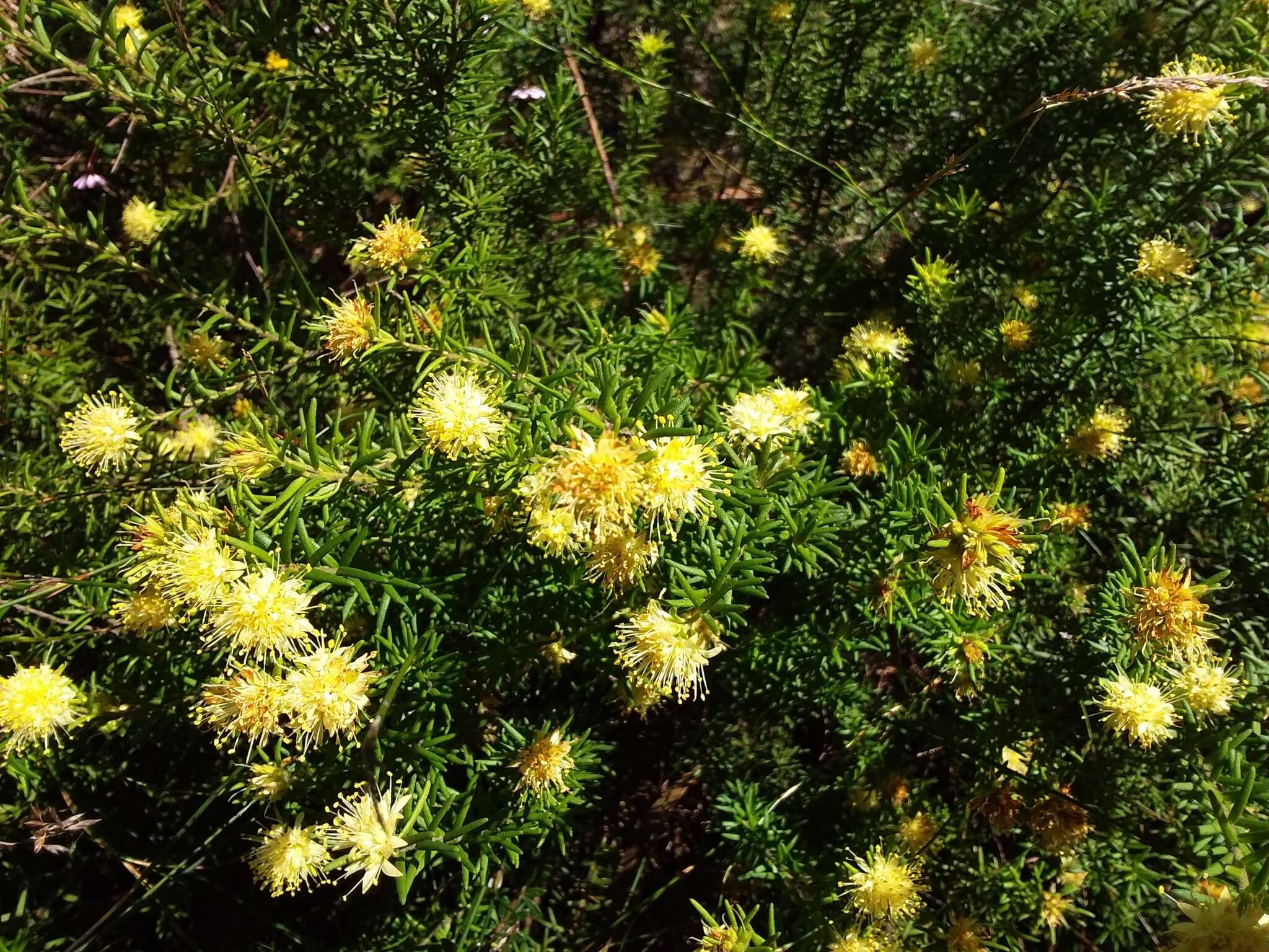 Image of Leionema diosmeum (A. Juss.) Paul G. Wilson