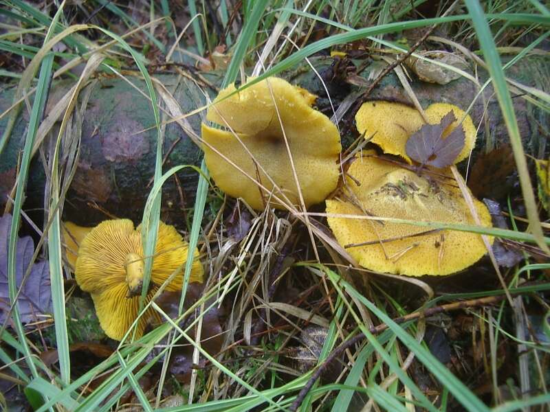 Tricholomopsis decora (Fr.) Singer 1939 resmi