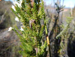 Image of Erica leucanthera L. fil.