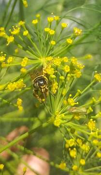 Image of Myzinum carolinianum (Panzer 1806)