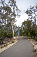 صورة Eucalyptus macrorhyncha F. Müll.