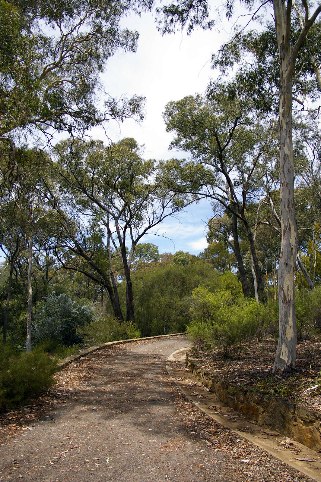 صورة Eucalyptus macrorhyncha F. Müll.