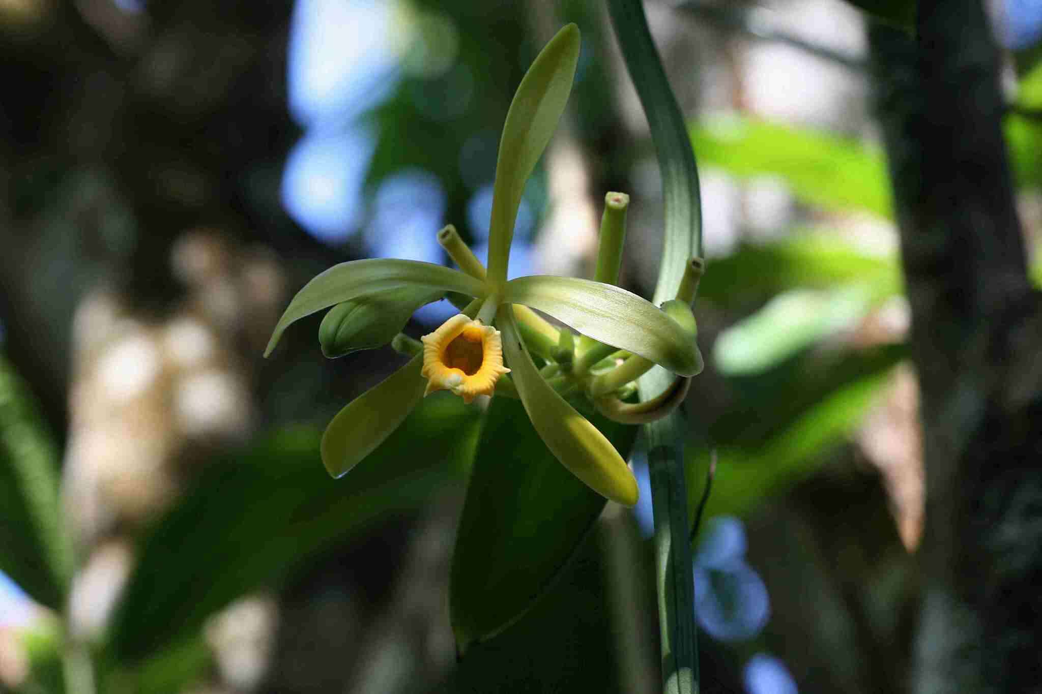 Image of West Indian vanilla