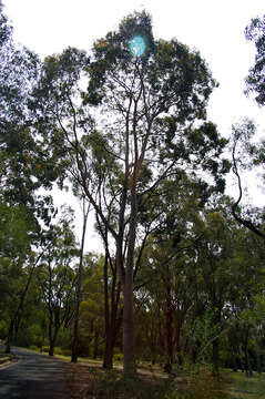 Image of Brittle Gum