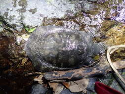 Image of Wattle-necked Softshell Turtle