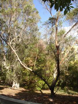 Image de Eucalyptus lansdowneana F. Müll. & J. E. Brown