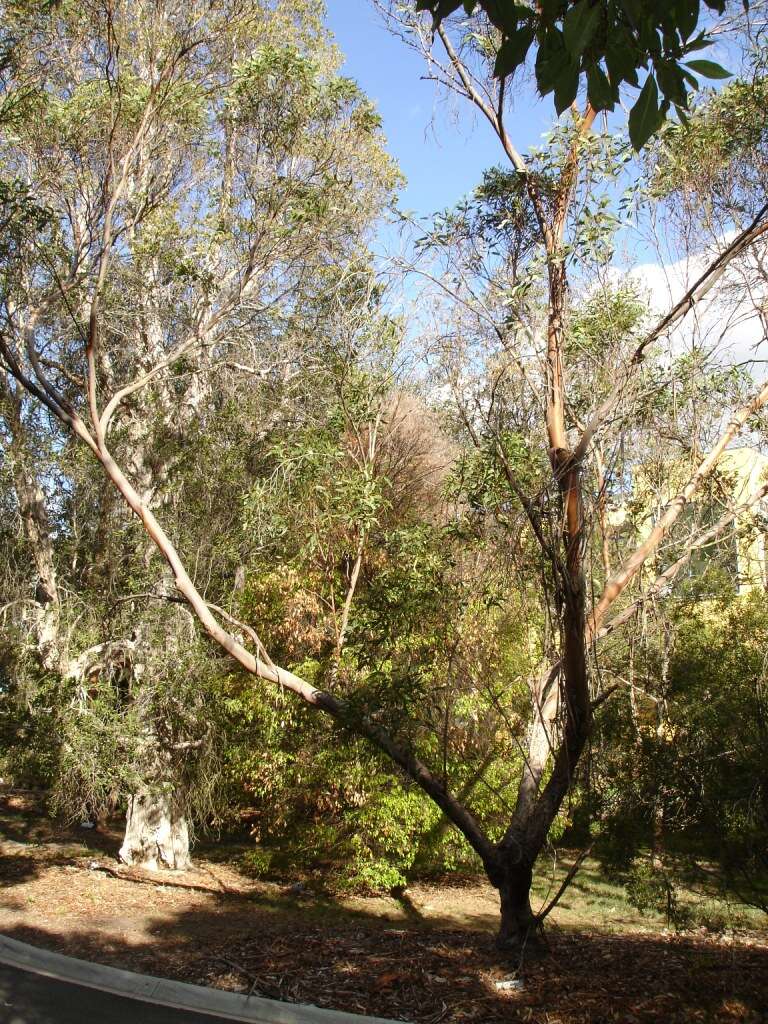 Image de Eucalyptus lansdowneana F. Müll. & J. E. Brown