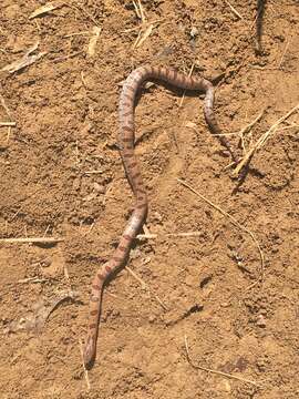 Image of Lampropeltis calligaster rhombomaculata (Holbrook 1840)