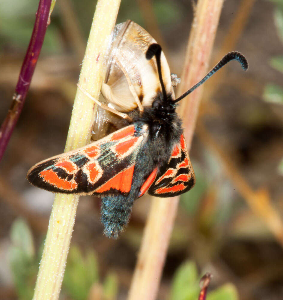 Image de Zygaena orana Duponchel 1835