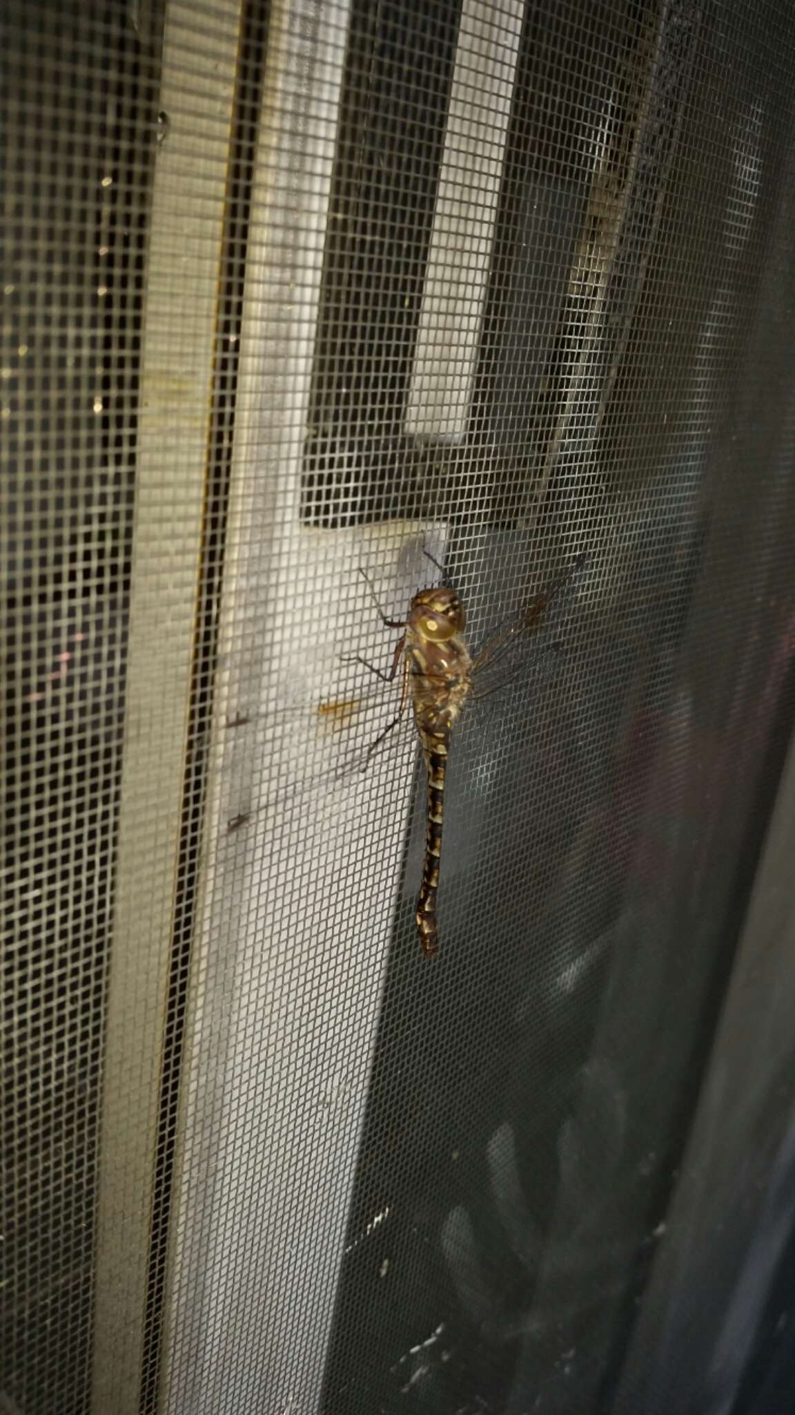 Image of Taper-tailed Darner