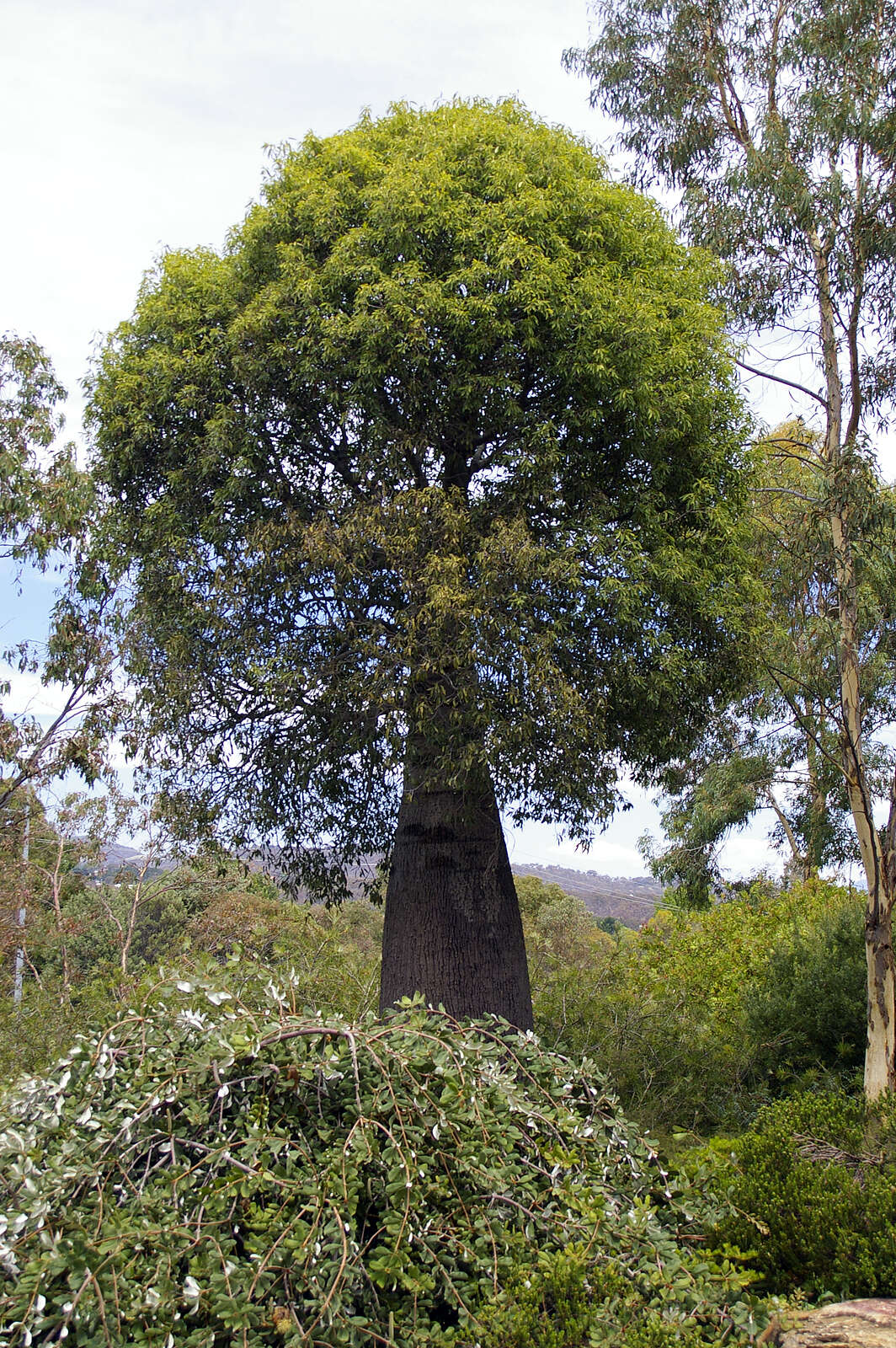 Imagem de Brachychiton rupestris (Lindley) Schumann