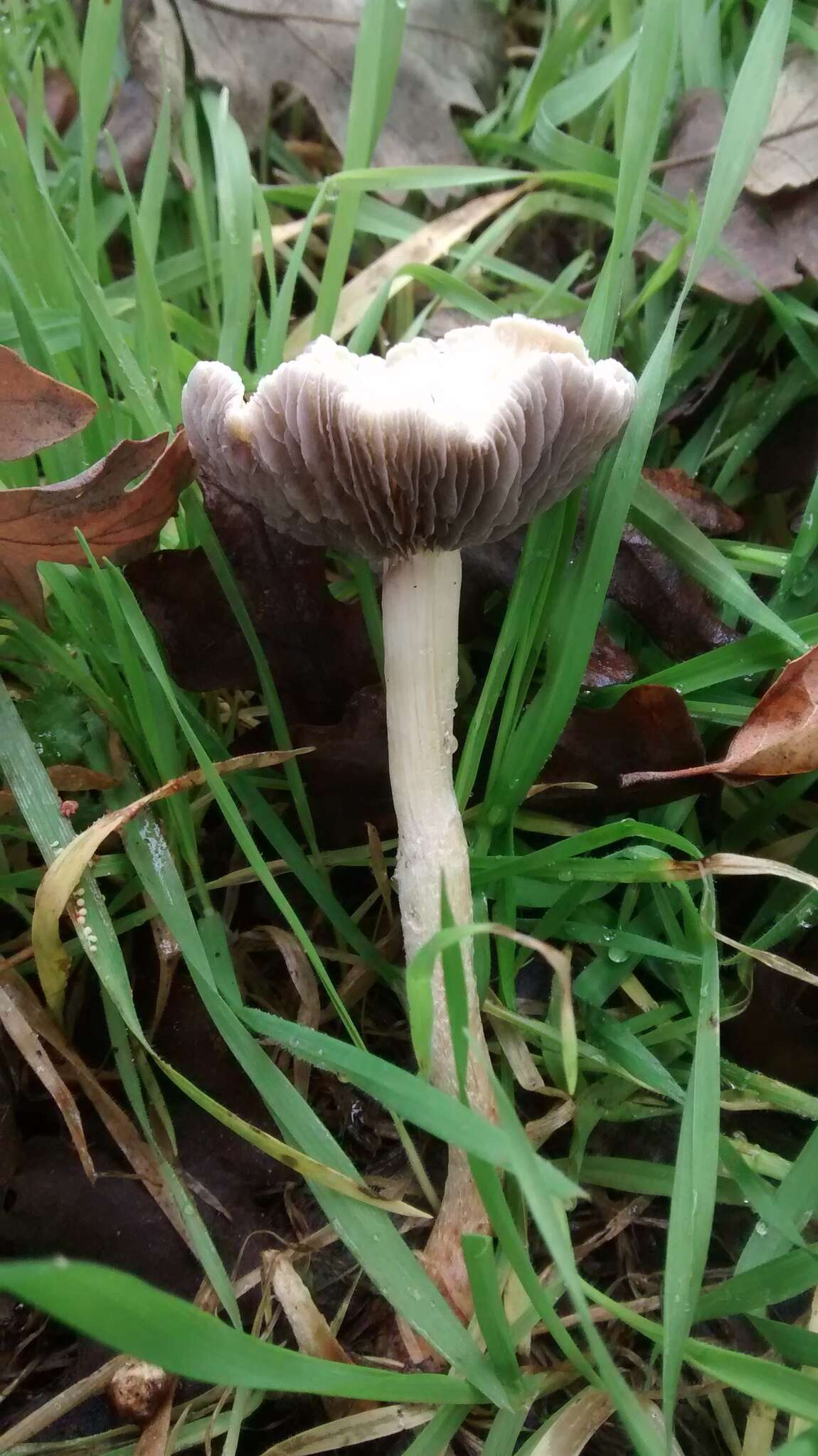 Image de Leratiomyces percevalii (Berk. & Broome) Bridge & Spooner 2008