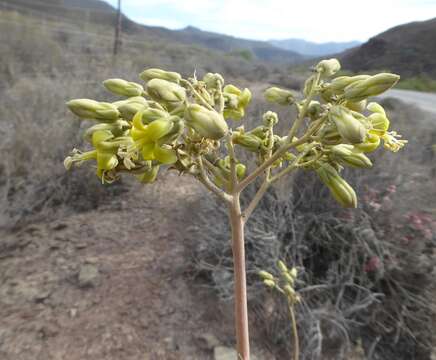 Image of Tylecodon wallichii subsp. wallichii