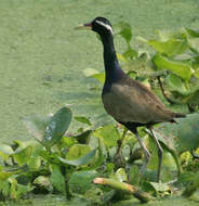 Image of Metopidius Wagler 1832