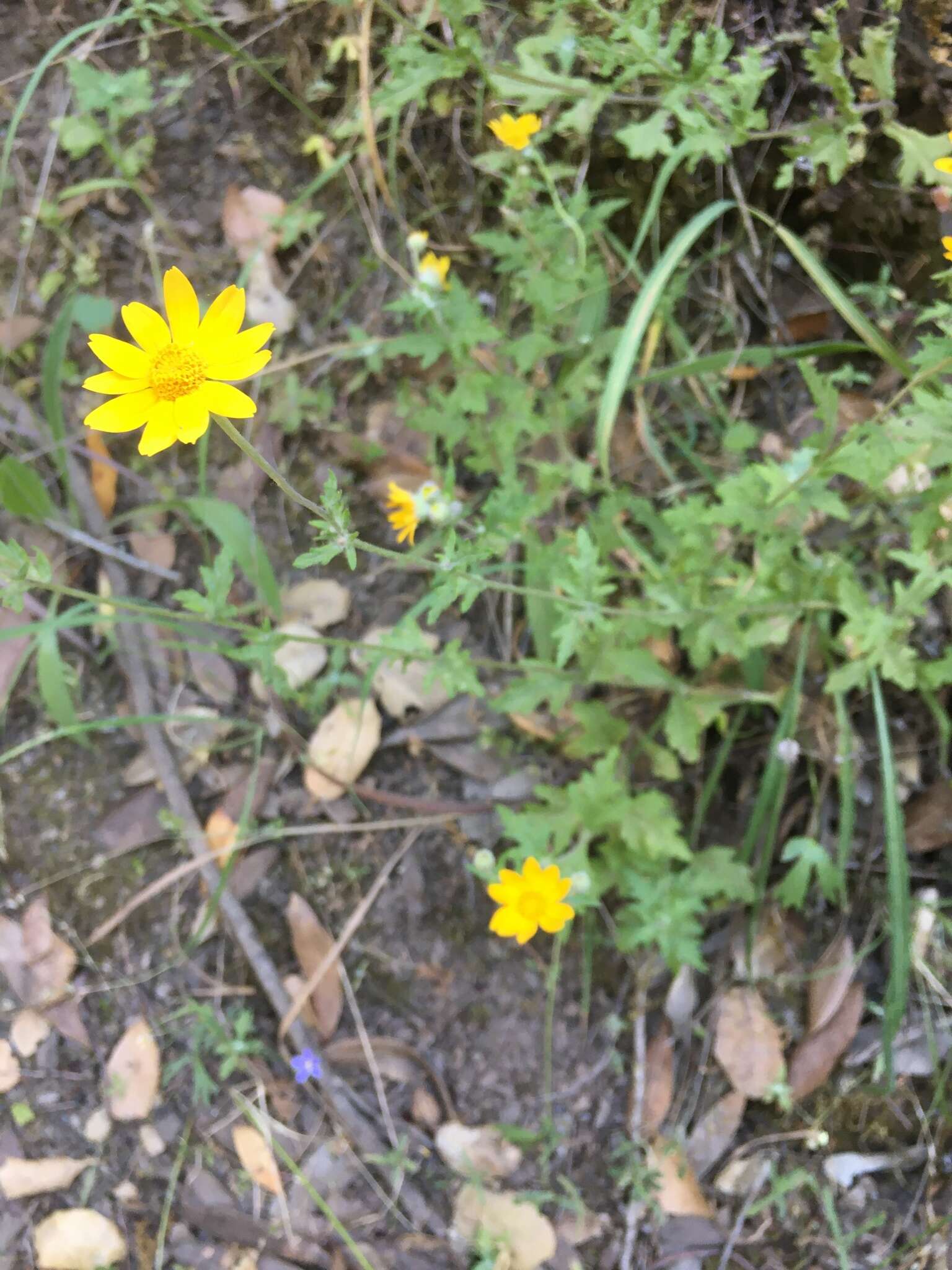 Image of common woolly sunflower