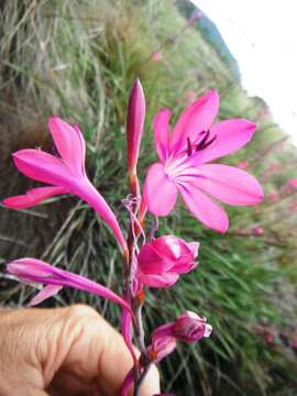 Imagem de Watsonia rogersii L. Bolus