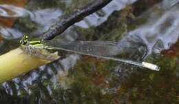 Pseudagrion melanicterum Selys 1876 resmi