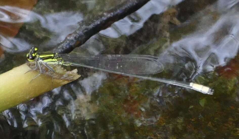 Pseudagrion melanicterum Selys 1876 resmi