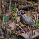 Image of White-cheeked Hill Partridge