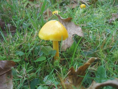 Image de Hygrophore jaune soufre