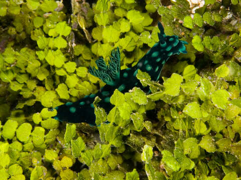 Image of Green spot black slug