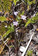 Image of Hatch's sun orchid