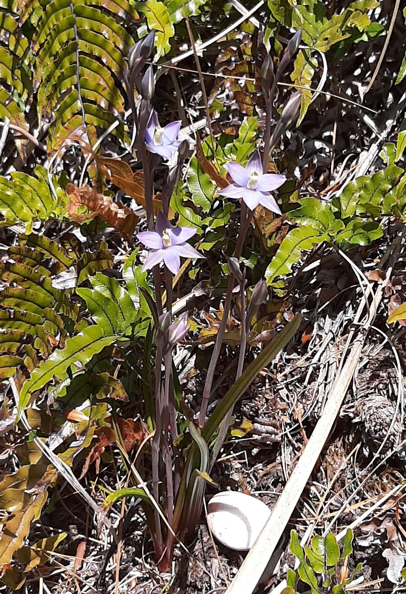 Image of Hatch's sun orchid