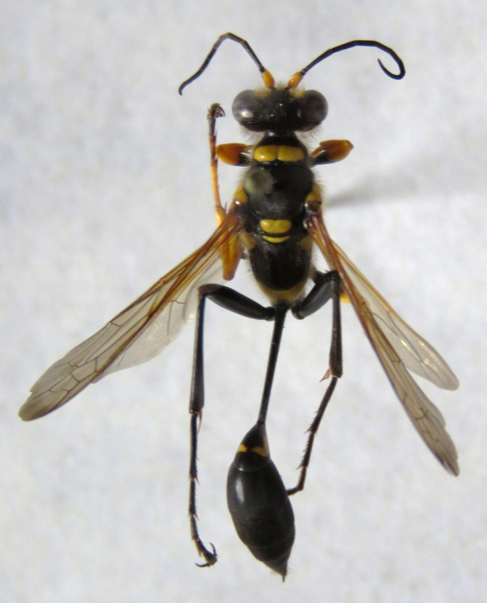 Image of Sceliphron assimile (Dahlbom 1843)