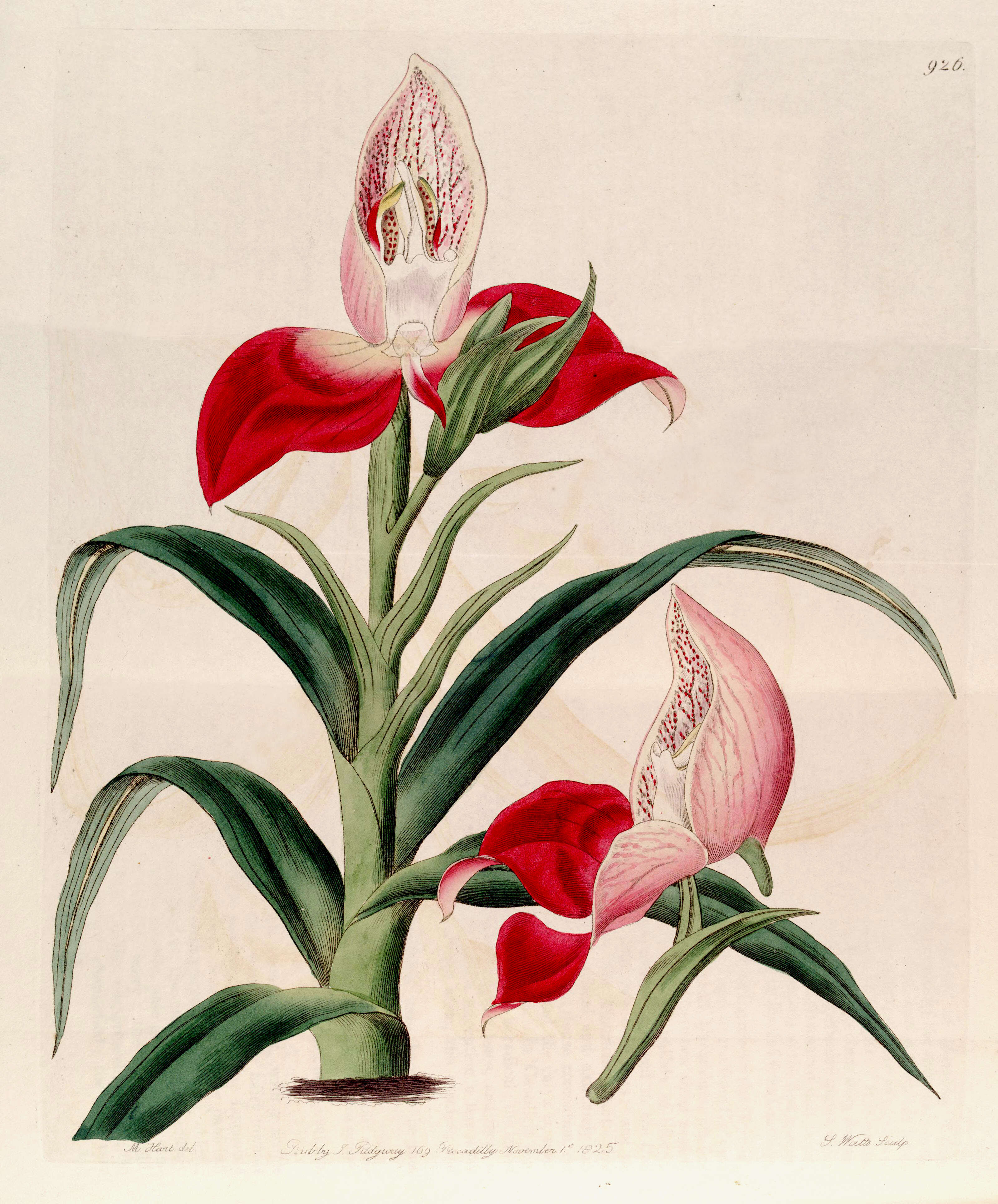 Image of Red Disa