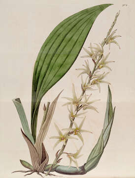 Image of Eria javanica (Sw.) Blume