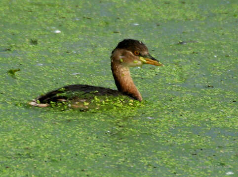 Image of Little Grebe