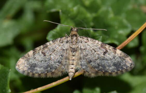 Слика од Eupithecia tantillaria Boisduval 1840