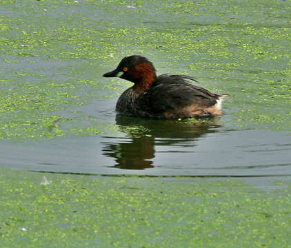 Image of Little Grebe