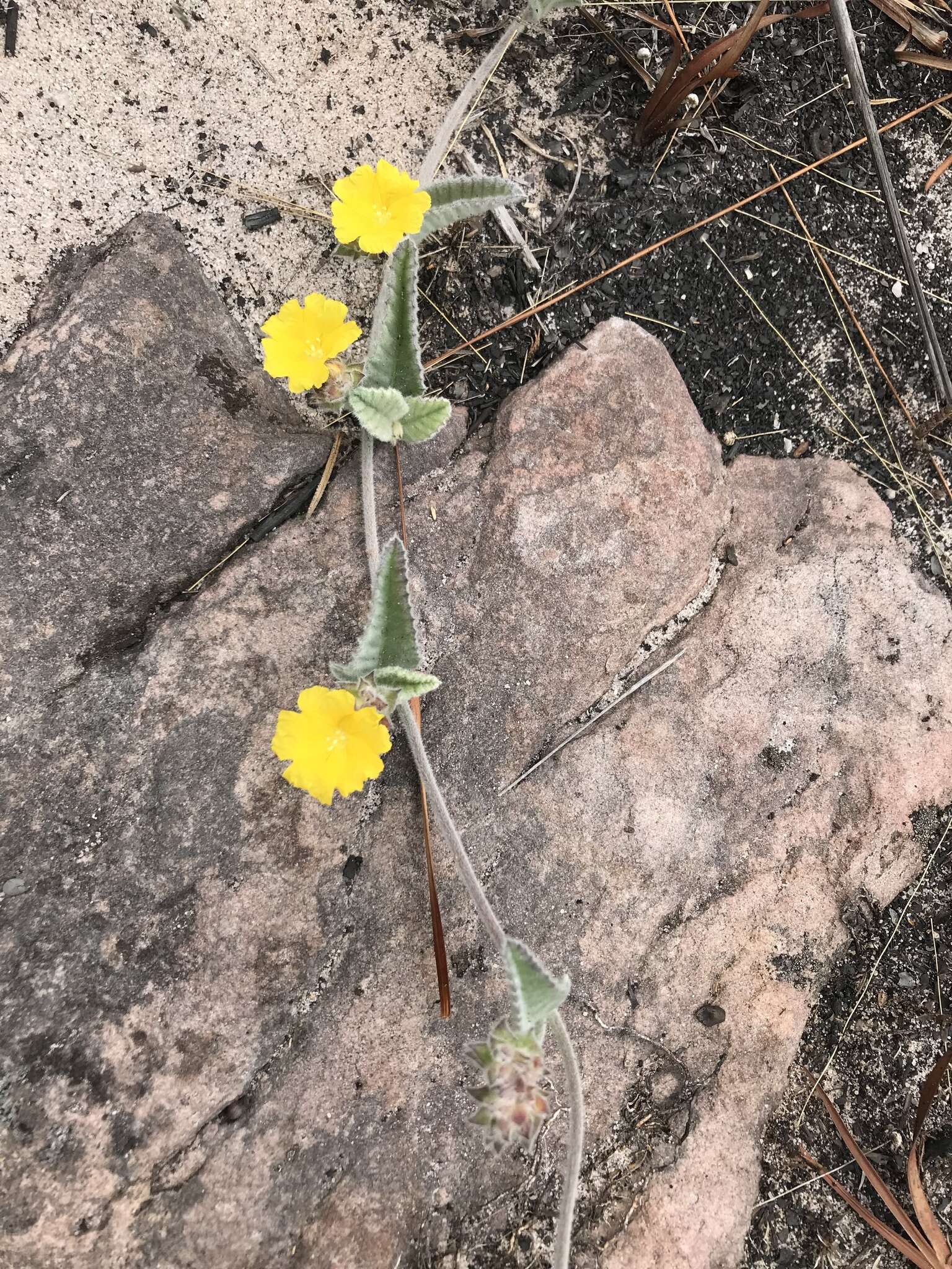 Daustinia montana (Moric.) Buril & A. R. Simões的圖片