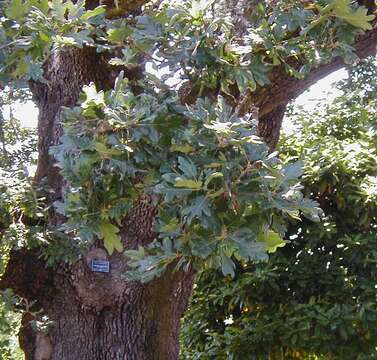 Image of Brewer Oak