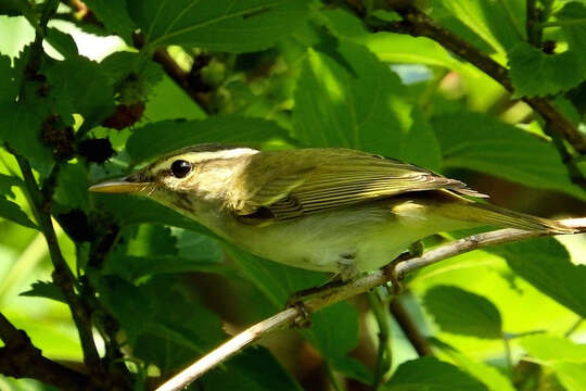 Image of Eastern Crowned Leaf Warbler