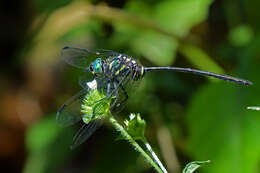 Image of Celebothemis delecollei Ris 1912