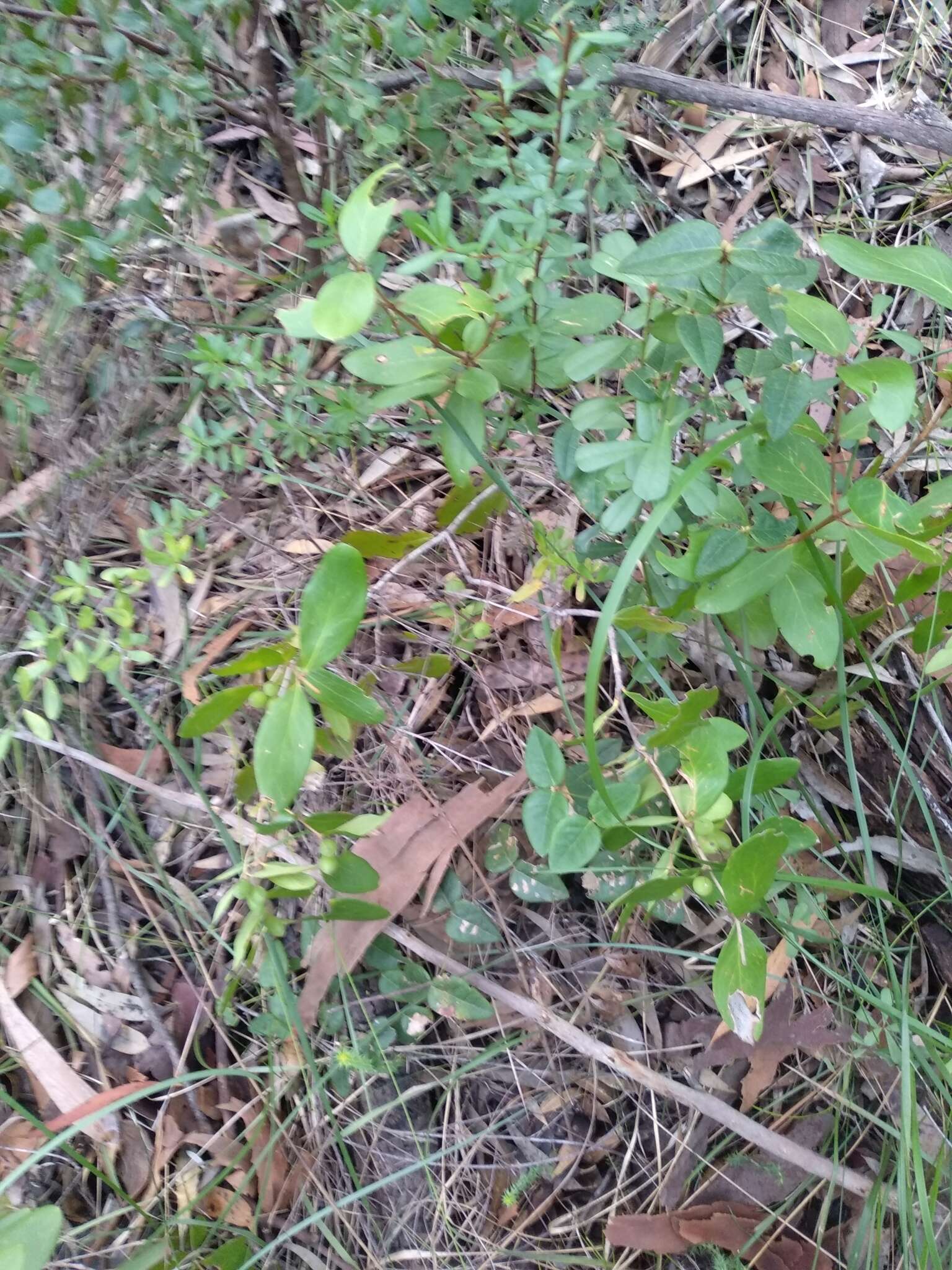 Image of Persoonia laurina subsp. laurina