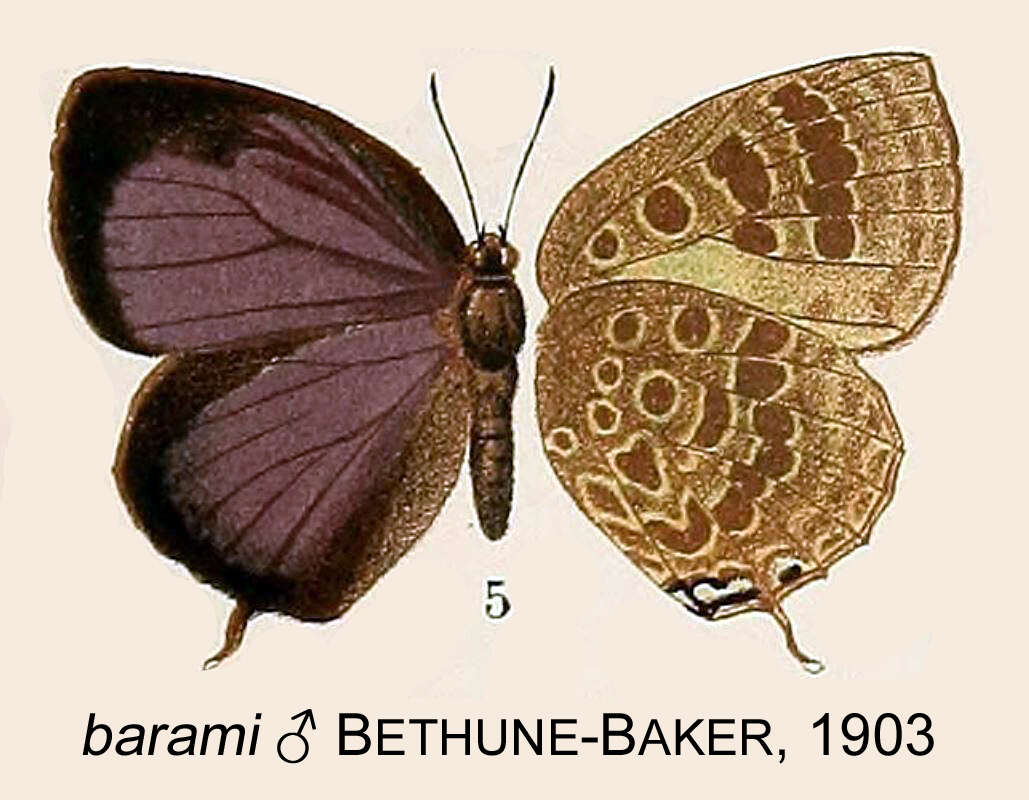 Image of Arhopala barami Bethune-Baker 1903
