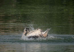 Image of Grey Pelican