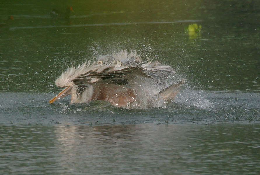 Image of Grey Pelican