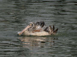 صورة Pelecanus philippensis Gmelin & JF 1789