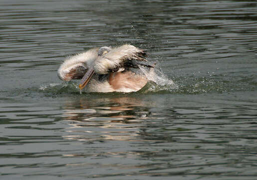 Image of Grey Pelican