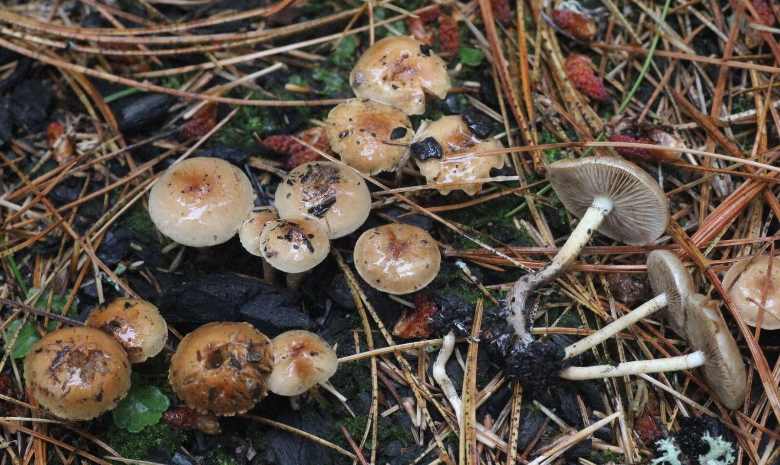 Pholiota highlandensis (Peck) Quadr. & Lunghini 1990 resmi