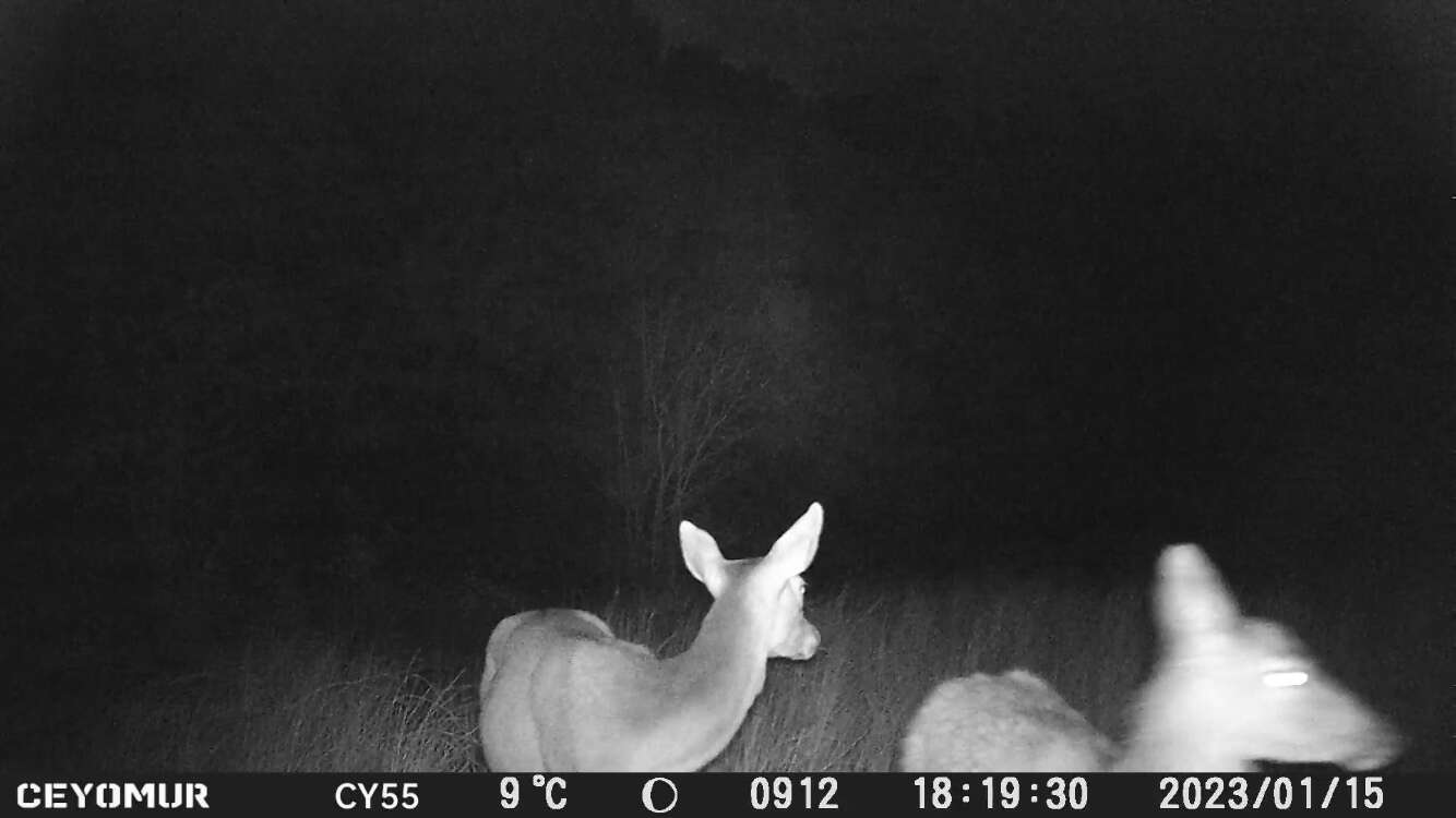 Image of Corsican red deer