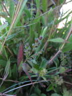 Image of Brachiaria subrostrata A. Camus