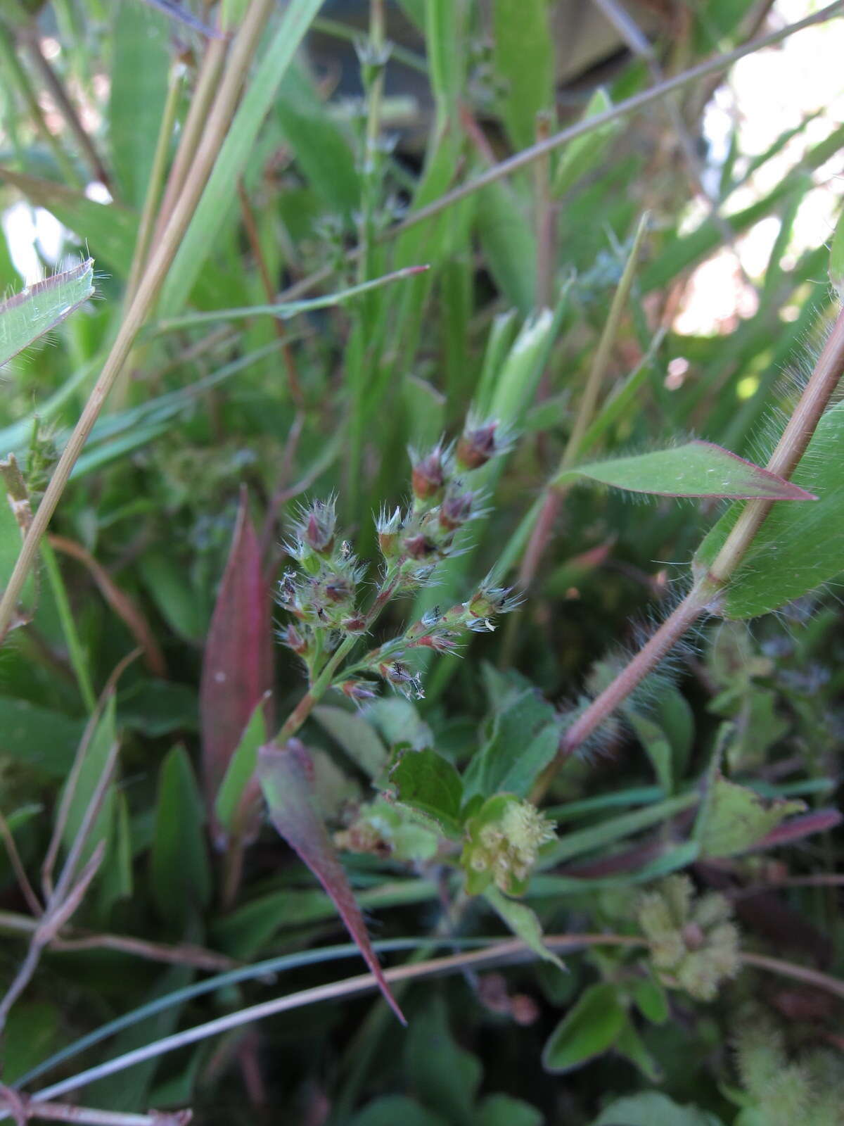 Image of Brachiaria subrostrata A. Camus