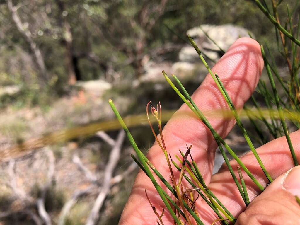 Image of Dodonaea stenophylla F. Müll.