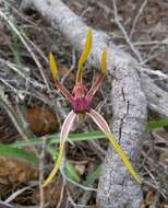 Image of Reaching spider orchid